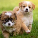 Dog Waste Removal Service