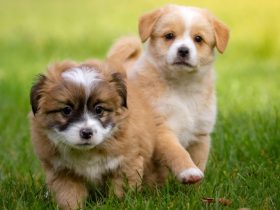 Dog Waste Removal Service